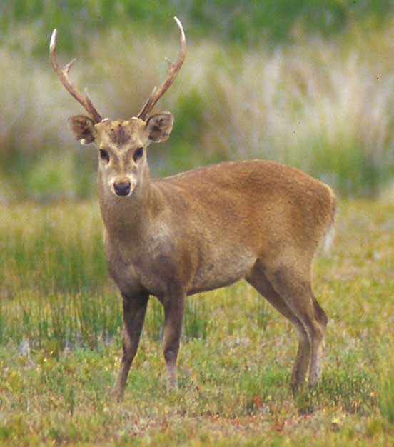 A guide to Deer Breeds in Australia Full Force Hunting Blog